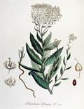 Lepidium draba